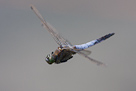 Orthetrum cancellatum